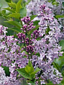 SYRINGA VULGARIS MAUVE MIST