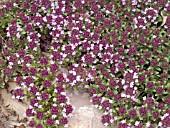 THYMUS SERPYLLUM MOTHER OF THYME