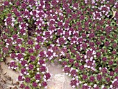 THYMUS SERPYLLUM MOTHER OF THYME