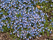 VERONICA PEDUNCULARIS GEORGIA BLUE