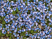 VERONICA PEDUNCULARIS GEORGIA BLUE