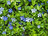 VINCA MAJOR