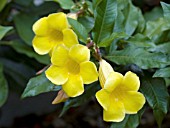 ALLAMANDA SCHOTTII