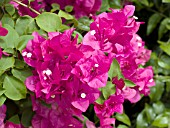 BOUGAINVILLEA DEEP PINK