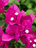 BOUGAINVILLEA DEEP PINK