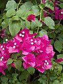 BOUGAINVILLEA DEEP PINK