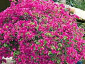 BOUGAINVILLEA DEEP PINK