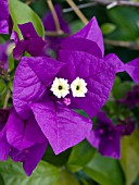 BOUGAINVILLEA PURPLE QUEEN