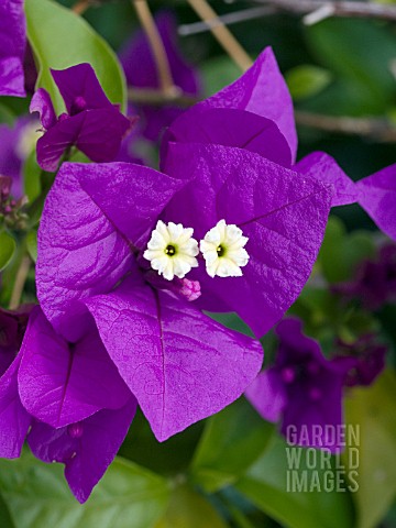 BOUGAINVILLEA_PURPLE_QUEEN