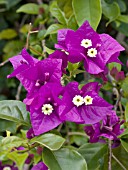 BOUGAINVILLEA PURPLE QUEEN