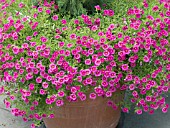 CALIBRACHOA MILLION BELLS MAGENTA