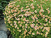 CALIBRACHOA SUPERBELLS PEACH