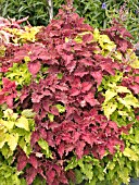 COLEUS MIX IN CONTAINER