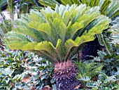 CYCAS REVOLUTA