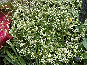 EUPHORBIA DIAMOND FROST