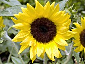 HELIANTHUS ANNUUS LEMON QUEEN