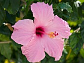 HIBISCUS ROSA-SINENSIS PINK