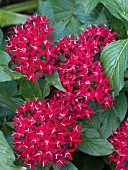 PENTAS LANCEOLATA NEW LOOK RED