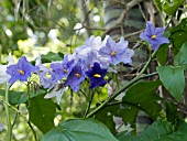 SOLANUM WRIGHTII