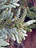 ABIES KOREANA SILBERLOCKE FOLIAGE