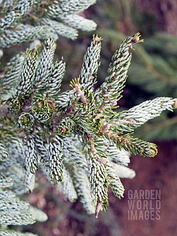 ABIES_KOREANA_SILBERLOCKE_FOLIAGE