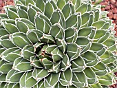 AGAVE VICTORIAE-REGINAE, (SYN. AGAVE FERDINANDI-REGIS)