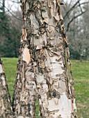 BETULA NIGRA HERITAGE BARK