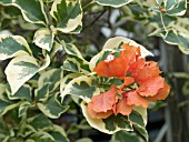 BOUGAINVILLEA ORANGE ICE