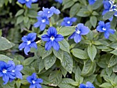 BROWALLIA SPECIOSA MARINE BELLS