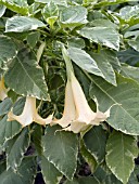 BRUGMANSIA SUNRAY