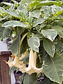 BRUGMANSIA SUNRAY