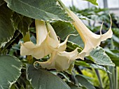 BRUGMANSIA SUNRAY