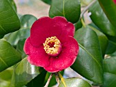 CAMELLIA JAPONICA KOREAN FIRE