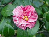 CAMELLIA JAPONICA LADY LAURA