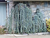 CEDRUS ATLANTICA GLAUCA PENDULA