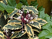 CLERODENDRON QUADRILOCULARE BRANDONII