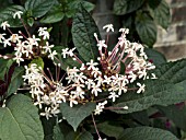 CLERODENDRUM QUADILOCLARE FIREWORKS