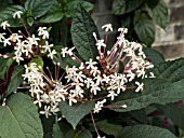 CLERODENDRUM QUADILOCLARE FIREWORKS