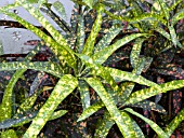 CODIAEUM VARIEGATUM PICTUM