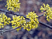 CORNUS MAS FLOWERS