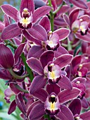 CYMBIDIUM ORCHID PURPLE