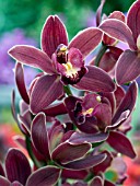 CYMBIDIUM ORCHID PURPLE