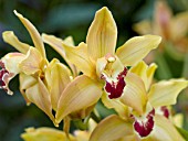 CYMBIDIUM ORCHID YELLOW