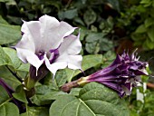 DATURA METEL DOUBLE PURPLE