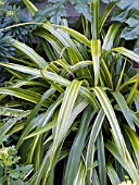 DIANELLA TASMANICA YELLOW STRIPE