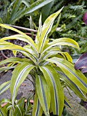 DRACAENA DEREMENSIS LEMON LIME