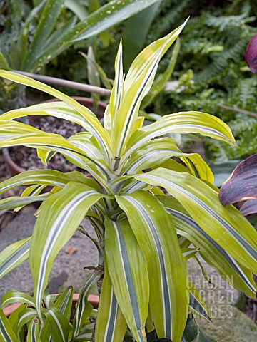 DRACAENA_DEREMENSIS_LEMON_LIME