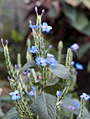 ERANTHEMUM PULCHELLUM WINTER BLUE