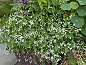 EUPHORBIA DIAMOND FROST