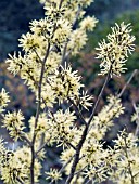 HAMAMELIS INTERMEDIA ANGELLY